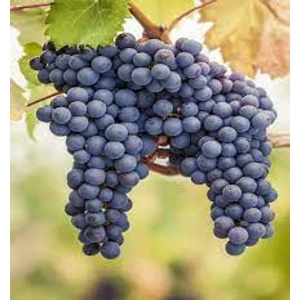 Jakab Pince Pinot Noir easy 2023